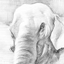 Elephant, A drawing in pencil by Mavinga